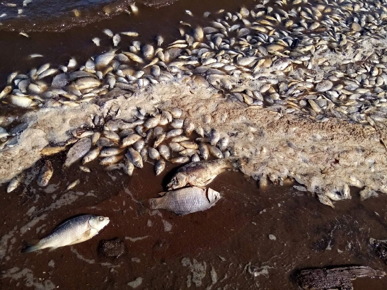 Массово гибнут. Озеро Октябрьское Оренбургской области. Замор рыбы на Битюге 2024. Массовая гибель рыбы. Рыбы в водоеме.